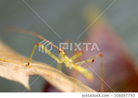 Larva of the bearded assassin bug from behind (close-up shot with natural light and strobe macro lens) Larva of the bearded assassin bug from behind (close-up shot with natural light and strobe macro lens) 108897750
