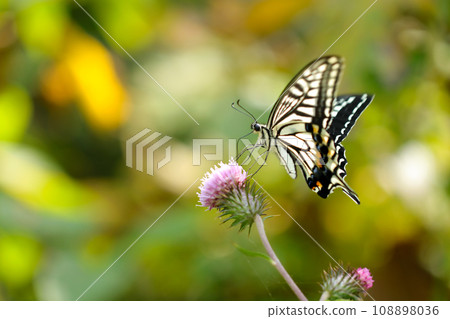 A swallowtail butterfly sucking nectar from a field thistle flower (natural light, macro lens close-up) A swallowtail butterfly sucking nectar from a field thistle flower (natural light, macro lens close-up) 108898036