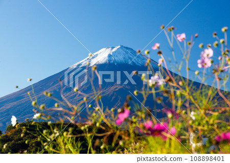 從河口湖畔眺望大波斯菊和白雪皚皚的富士山 從河口湖畔眺望大波斯菊和白雪皚皚的富士山 108898401