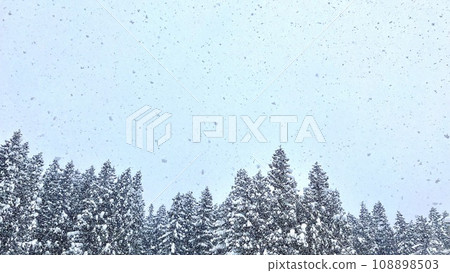 神立滑雪場：白雪覆蓋的冷杉樹林 108898503