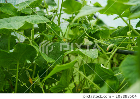 Green cucumbers grown in a greenhouse. Fresh waxes, healthy and proper nutrition. 108898504