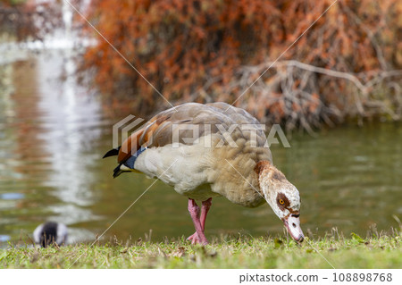 Nile Goose. Bird. The Egyptian goose is a member of the Anatidae family, of duck, goose and swan. Native to Africa, south of the Sahara and the Nile Valley. Autumn colors. El Retiro Park, in Madrid. 108898768