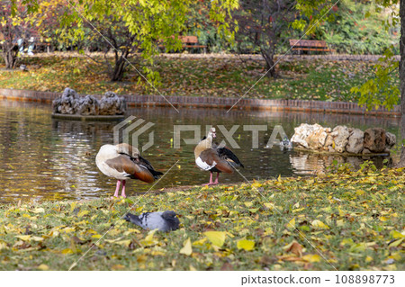 Nile Goose. Bird. The Egyptian goose is a member of the Anatidae family, of duck, goose and swan. Native to Africa, south of the Sahara and the Nile Valley. Autumn colors. El Retiro Park, in Madrid. 108898773