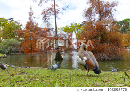 Nile Goose. Bird. The Egyptian goose is a member of the Anatidae family, of duck, goose and swan. Native to Africa, south of the Sahara and the Nile Valley. Autumn colors. El Retiro Park, in Madrid. 108898776