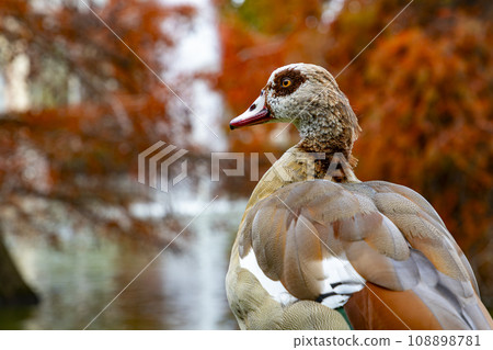 Nile Goose. Bird. The Egyptian goose is a member of the Anatidae family, of duck, goose and swan. Native to Africa, south of the Sahara and the Nile Valley. Autumn colors. El Retiro Park, in Madrid. Nile Goose. Bird. The Egyptian goose is a member of the Anatidae family, of duck, goose and swan. Native to Africa, south of the Sahara and the Nile Valley. Autumn colors. El Retiro Park, in Madrid. 108898781