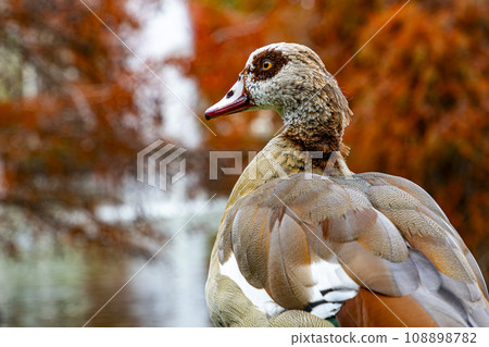 Nile Goose. Bird. The Egyptian goose is a member of the Anatidae family, of duck, goose and swan. Native to Africa, south of the Sahara and the Nile Valley. Autumn colors. El Retiro Park, in Madrid. Nile Goose. Bird. The Egyptian goose is a member of the Anatidae family, of duck, goose and swan. Native to Africa, south of the Sahara and the Nile Valley. Autumn colors. El Retiro Park, in Madrid. 108898782
