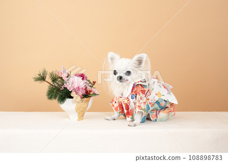 Loco the Chihuahua wearing a beige background, flowers and furisode Loco the Chihuahua wearing a beige background, flowers and furisode 108898783