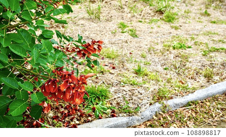 沖繩縣的紅戴戈花 沖繩縣的紅戴戈花 108898817