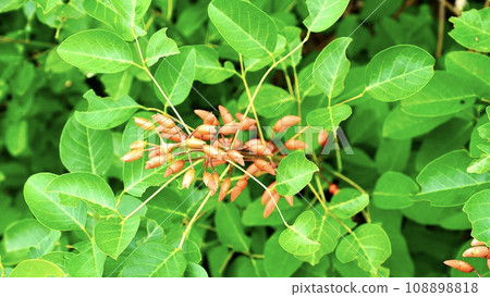 Red Deigo flowers in Okinawa Prefecture Red Deigo flowers in Okinawa Prefecture 108898818