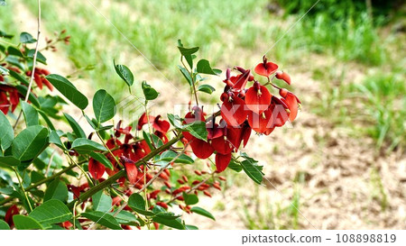 沖繩縣的紅戴戈花 108898819
