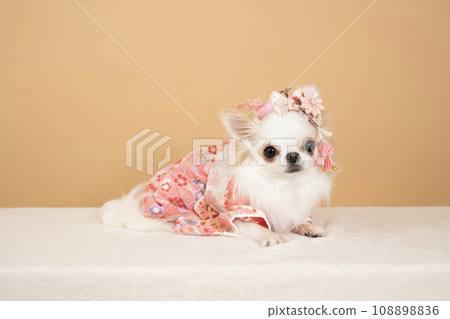 Chihuahua Luna wearing a beige bag and furisode Chihuahua Luna wearing a beige bag and furisode 108898836
