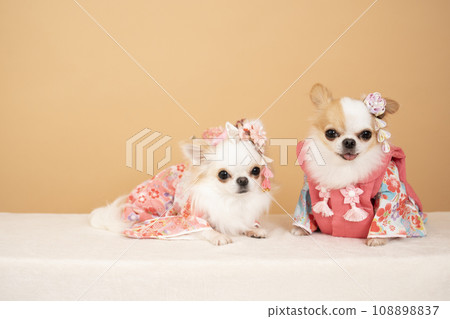 Chihuahuas Luna and Riku wearing beige bags and furisode 108898837
