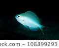 damselfish 108899293