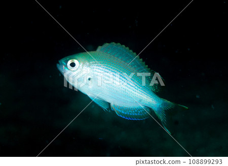 damselfish 108899293