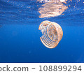 Garbage floating in the sea, marine debris 108899294
