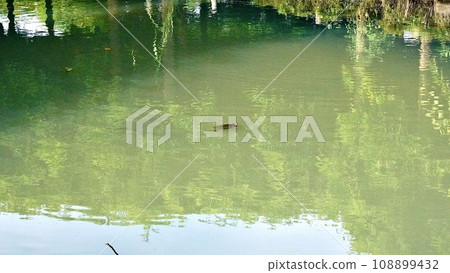鯉魚在綠色池塘裡游泳 鯉魚在綠色池塘裡游泳 108899432