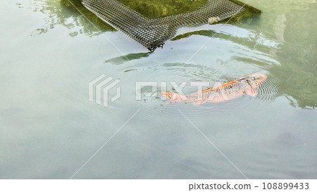 鯉魚在綠色池塘裡游泳 鯉魚在綠色池塘裡游泳 108899433