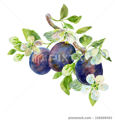 The branch of the plums with leaves and flowers on an isolated on a white background. Realistic illustration with watercolor hand drawn. Would look great on fabric, kitchen towels or food packaging 108899483