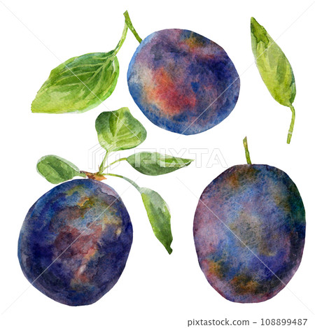 The plums and the leaves on an isolated set on a white background. Realistic illustration with watercolor hand drawn. Would look great on fabric, kitchen towels or food packaging 108899487
