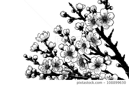 Illustration of cherry blossom branches and cherry blossoms in full bloom and petals. Japanese traditional spring flowers vector illustration - generated AI 108899630