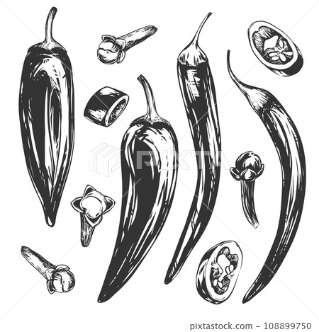 Chili pepper vector illustration. Hot mexican pepper in engraving style. Paprika whole and pieces. hand drawn ink drawing for packaging, menu. 108899750