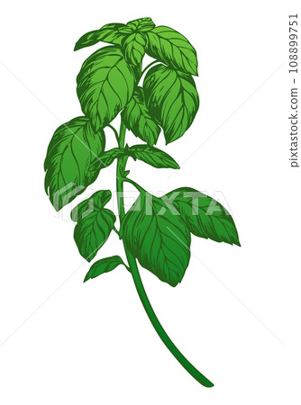 Green basil isolated on white background. Color engraving technique illustration of basil spice. Used for packaging, recipes, textiles, paper, food packaging, kitchen decor. 108899751