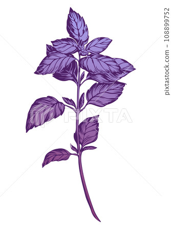 Purple basil isolated on white background Stock Illustration