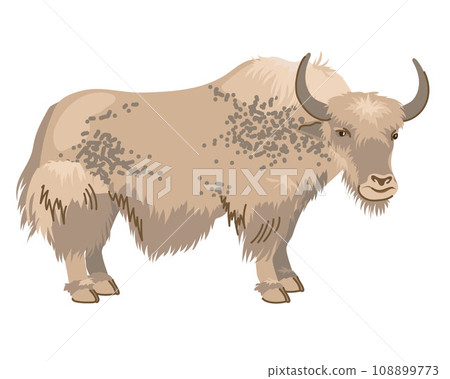 Beige spotted yak with long hair. A pet in Nepal and Tibet. Vector, cartoon style. Dairy cattle, large cow on a white background Beige spotted yak with long hair. A pet in Nepal and Tibet. Vector, cartoon style. Dairy cattle, large cow on a white background 108899773