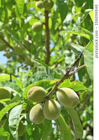 Tree: Japanese rose 108899848