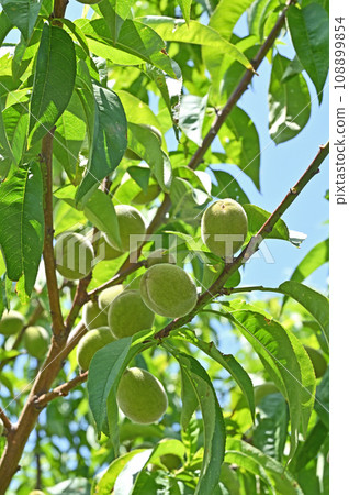 Tree: Japanese rose 108899854