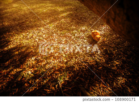 cat at dusk 108900171