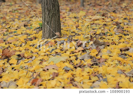 銀杏的落葉（北海道） 108900193