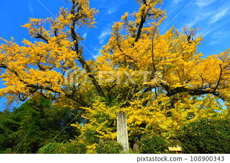 [Kumamoto Prefecture] Yellow leaves of the large ginkgo tree in Shimojo 108900343