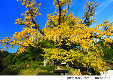 [Kumamoto Prefecture] Yellow leaves of the large ginkgo tree in Shimojo 108900345