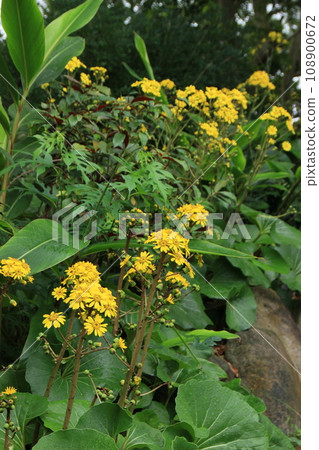 Yellow flowers of Tsuwabuki Okinawa winter scenery Yellow flowers of Tsuwabuki Okinawa winter scenery 108900672