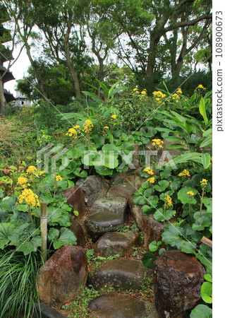 Yellow flowers of Tsuwabuki Okinawa winter scenery Yellow flowers of Tsuwabuki Okinawa winter scenery 108900673