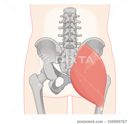 gluteus maximus, gluteus maximus, hip, pelvis, muscle, illustration, illustration 108900767