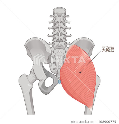 gluteus maximus, gluteus maximus, hip, pelvis, muscle, illustration, illustration 108900775