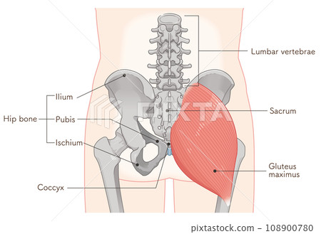 gluteus maximus, gluteus maximus, hip, pelvis, muscle, illustration, illustration 108900780