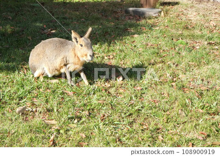 Rabbit standing in the meadow 108900919