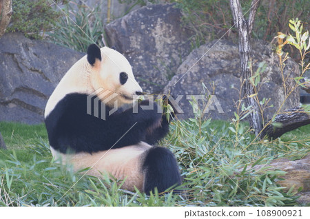 Panda to eat bamboo grass 108900921