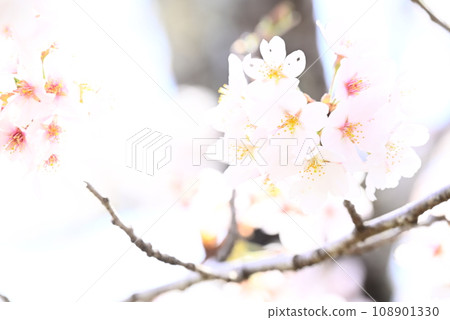 Sakura taking spring sunlight 108901330