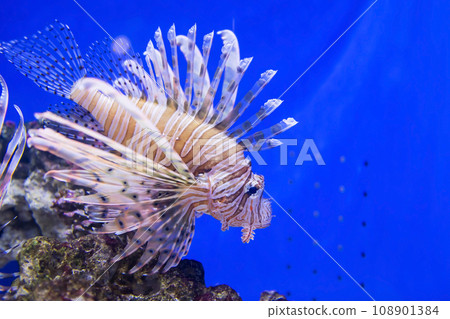 Beautiful big red Lionfish swim art coral in aquarium 108901384