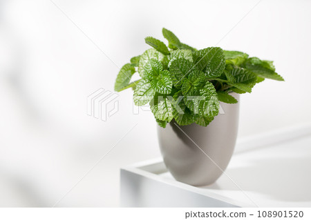 Creeping charlie ornamental plant 108901520