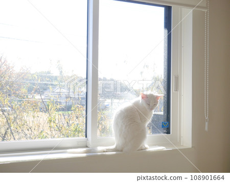 白貓在窗邊曬太陽 108901664
