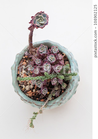 Top view of Echeveria Yangjin rosette with green sedum succulent houseplant Top view of Echeveria Yangjin rosette with green sedum succulent houseplant 108902125