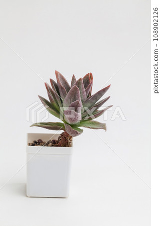 Crassula Garnet Lotus on white background. Succulent houseplant flower in pot Crassula Garnet Lotus on white background. Succulent houseplant flower in pot 108902126