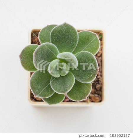 Echeveria Pilosa x Laui Green flower rosette Succulent houseplant  108902127