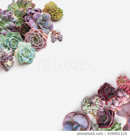 Succulent flower border. Colorful succulent on white background 108902128