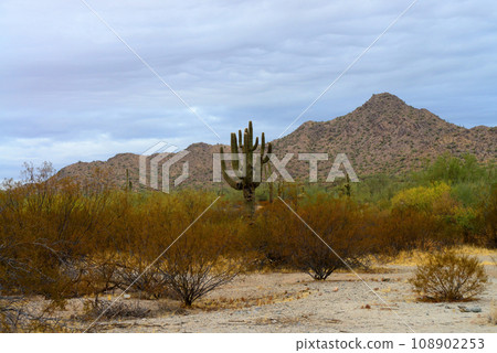 San Tan Mountains Sonora Desert Arizona San Tan Mountains Sonora Desert Arizona 108902253